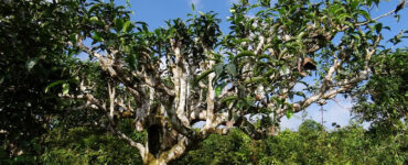 Trà Shan Tuyết cổ thụ Tây Bắc – Việt Nam