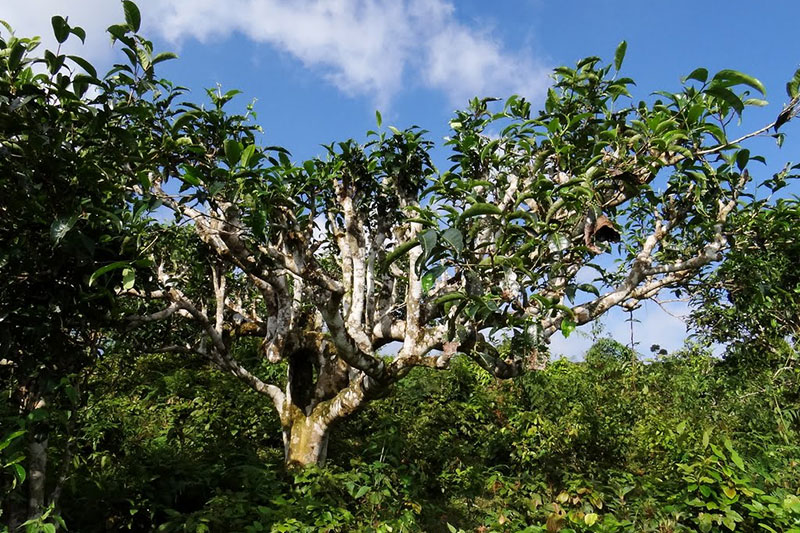 Trà Shan Tuyết cổ thụ Tây Bắc – Việt Nam